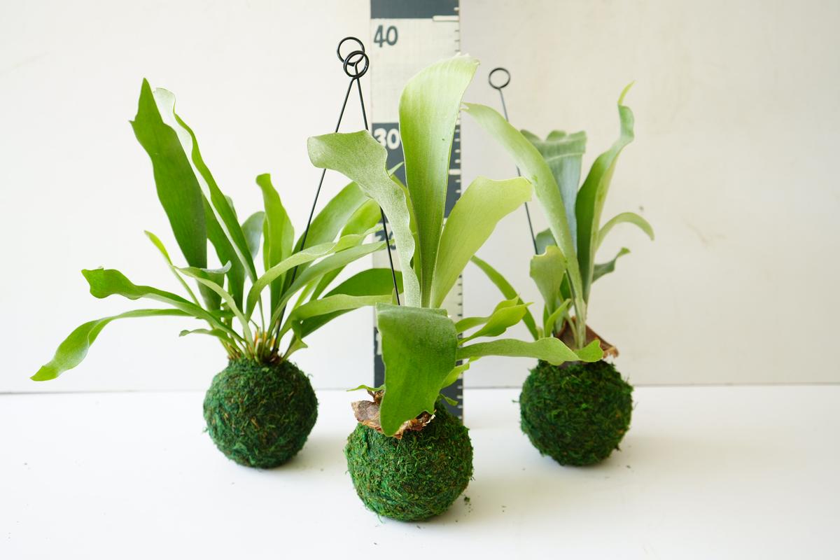 コウモリラン 苔玉 3.5号 ハンギングプランツ ビカクシダ 着生植物 観葉植物