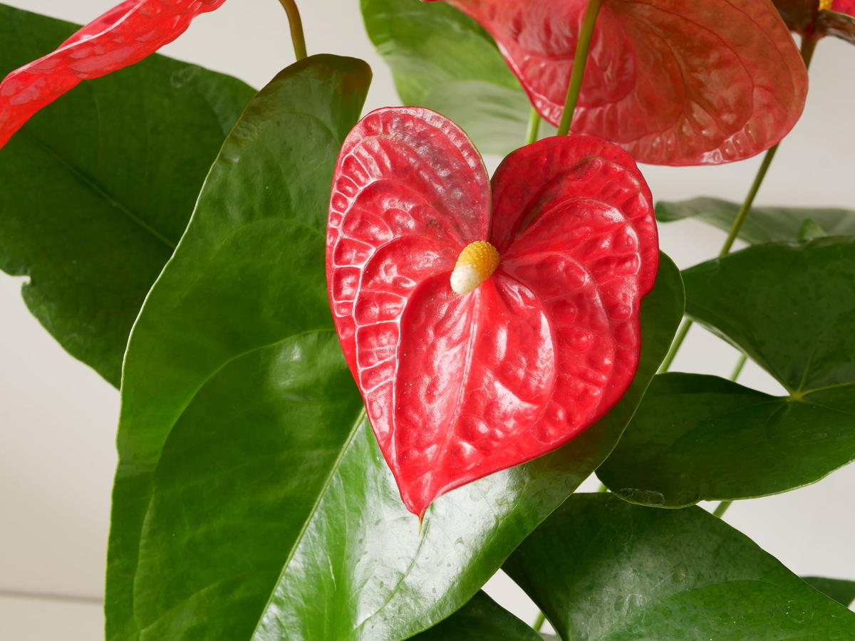 アンスリウム ダコタ レッド 陶器鉢 長く楽しめる 観葉植物