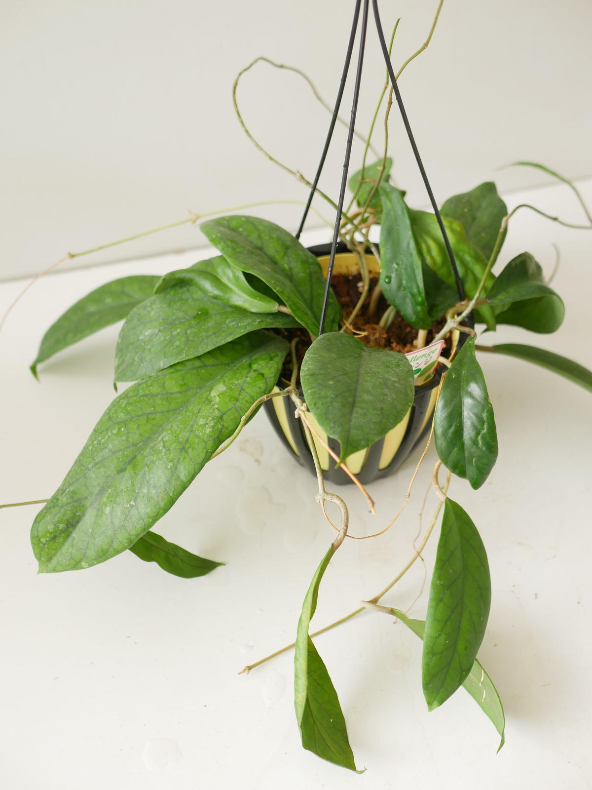 ホヤ ゴールデンアイ ② 葉脈系 希少 サクララン