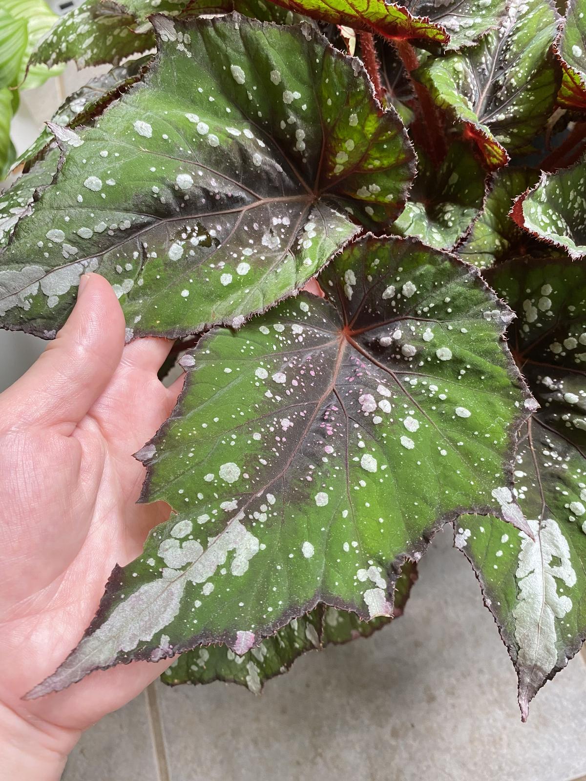 観葉植物 少しレア レックスベゴニア シルバーメイプル Proamendoim Com Br