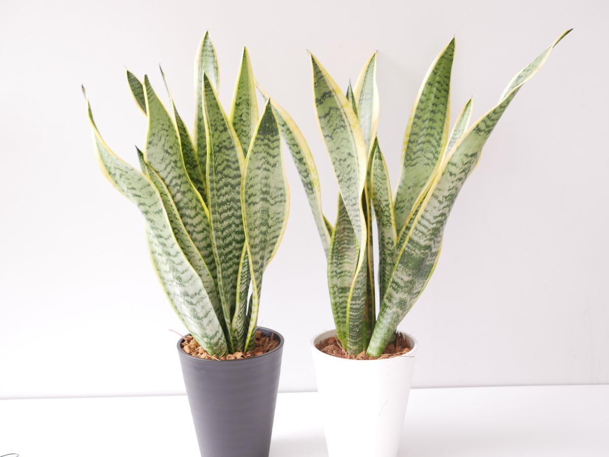 希望者のみラッピング無料 新品 未使用 サンスベリア ケニア 多肉植物 空気清浄 観葉植物 9612 A 植物 観葉植物 Vesica Mk Vesica Mk