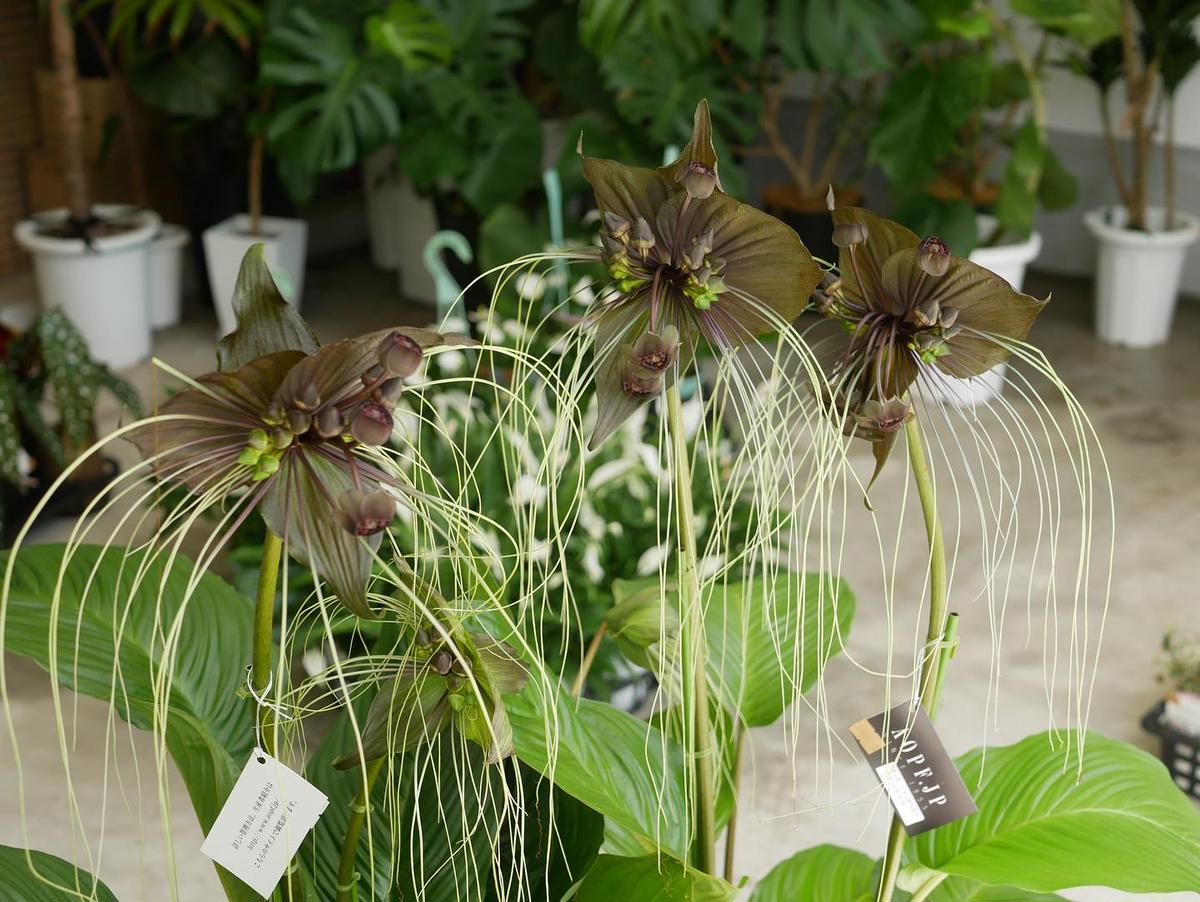 タッカ ブラックキャット レア植物 希少 個性的な花 | インテリア