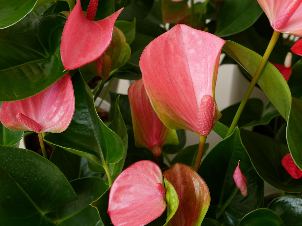 アンスリウム ピンク レッド 長く楽しめる 観葉植物 インテリアグリーンとギフトプランツ