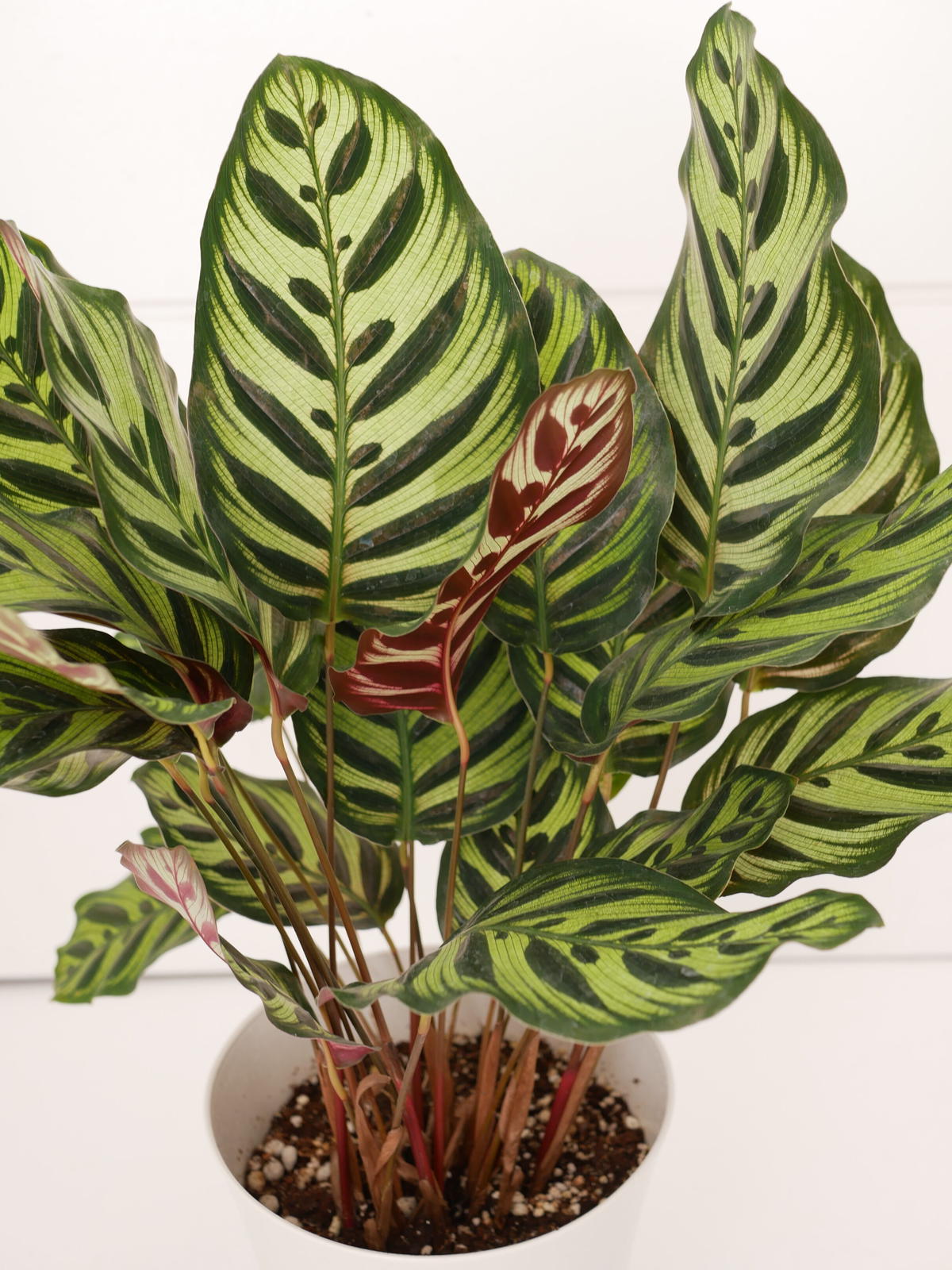 カラテア マコヤナ 個性的な葉模様 観葉植物 インテリアグリーンとギフトプランツコーディネ