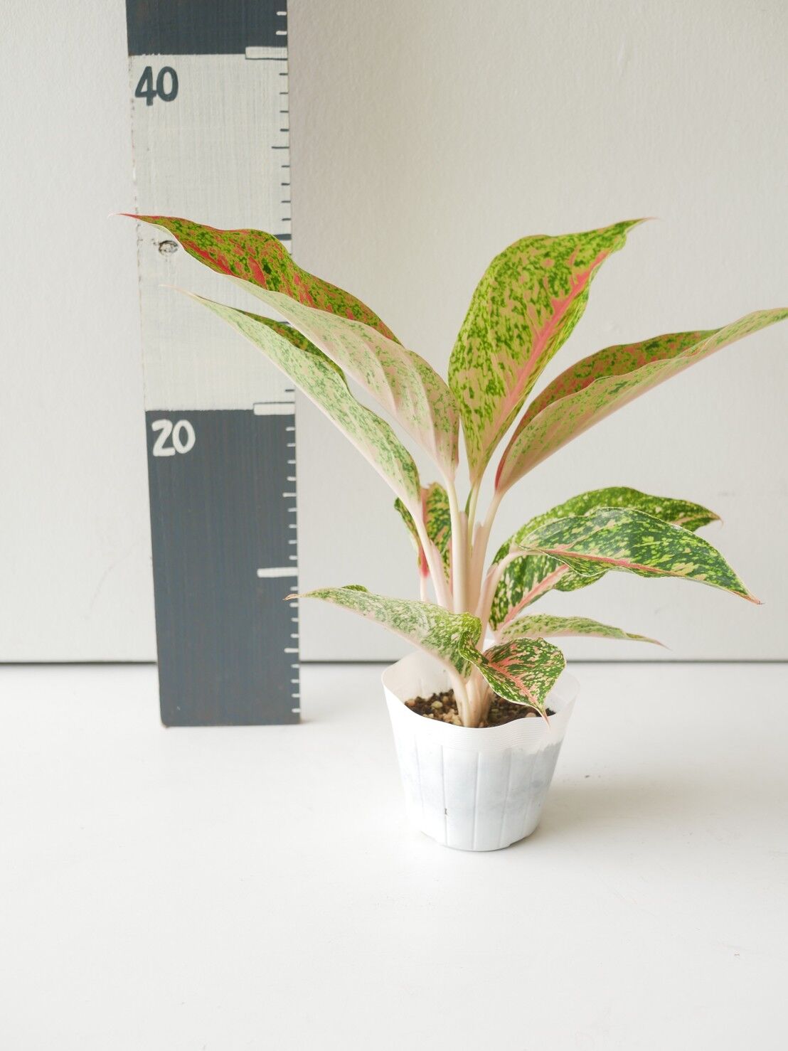 土の保水剤 顆粒 100g 土壌専用高分子保水材 吸水ポリマー いくつでも全国一律送料530円 透水材 保水材 土壌改良資材 たまごや商店 100 分解性植木鉢のパック Cm 泥炭鉢 花用 ハーブ用 Tk Gov Ba