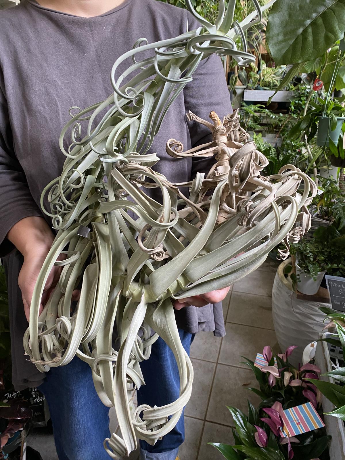 エアプランツ チランジア ドゥラティ(超絶特大)