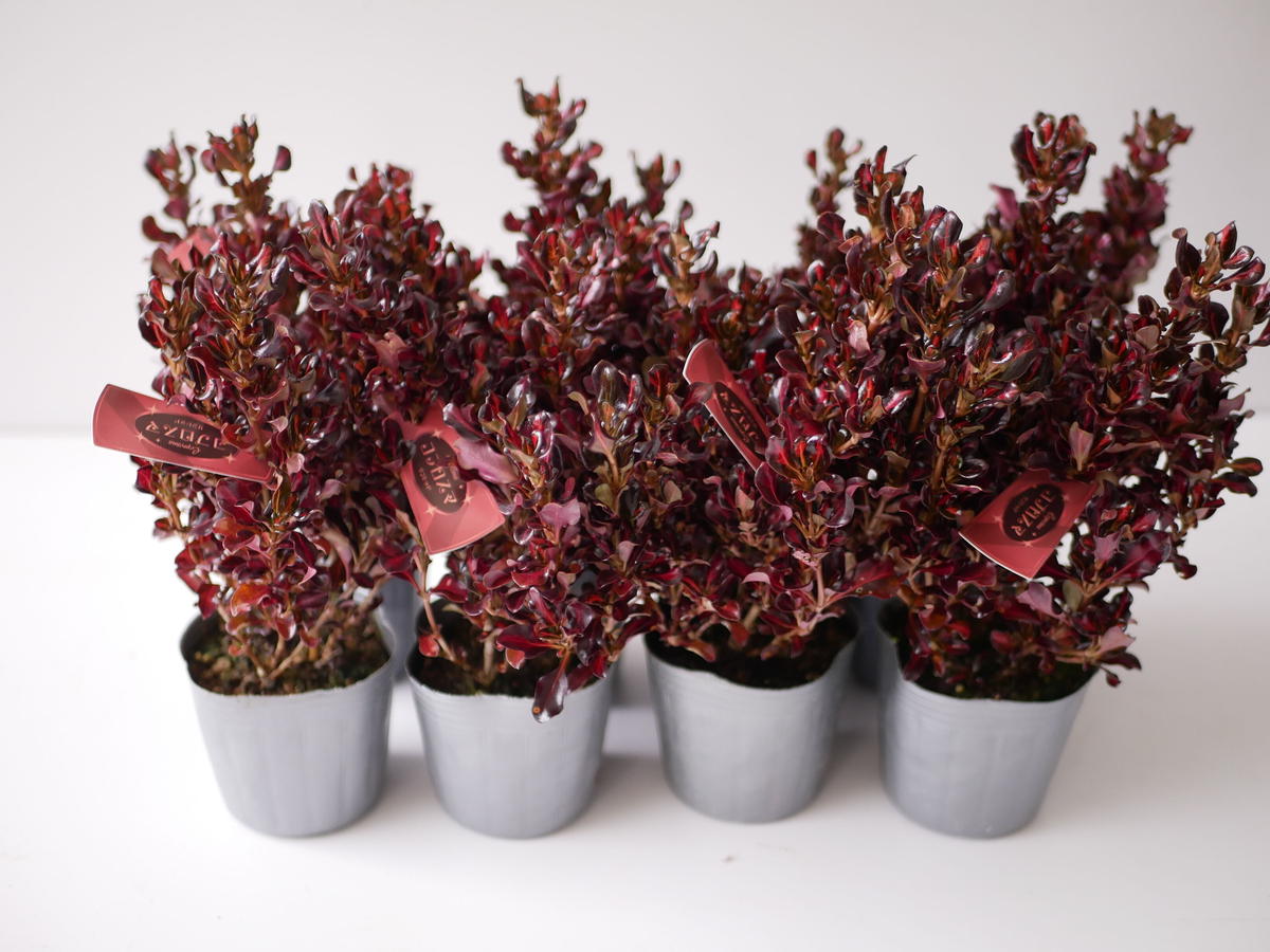 コプロスマ サンレッド 艶のある赤い葉 カラーリーフ オージープランツ インテリアグリーン