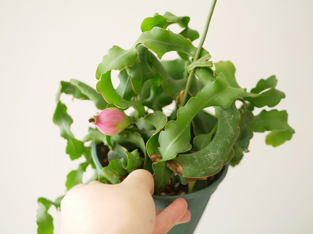 ドラゴンフルーツ 森林性サボテン 観葉植物 実がなる ピタヤ インテリアグリーンとギフトプ