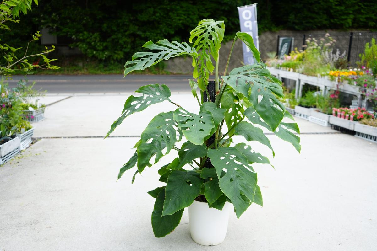 モンステラ デュビア 8号 ヘゴ 大型大株 希少品種レア ツタ ツル