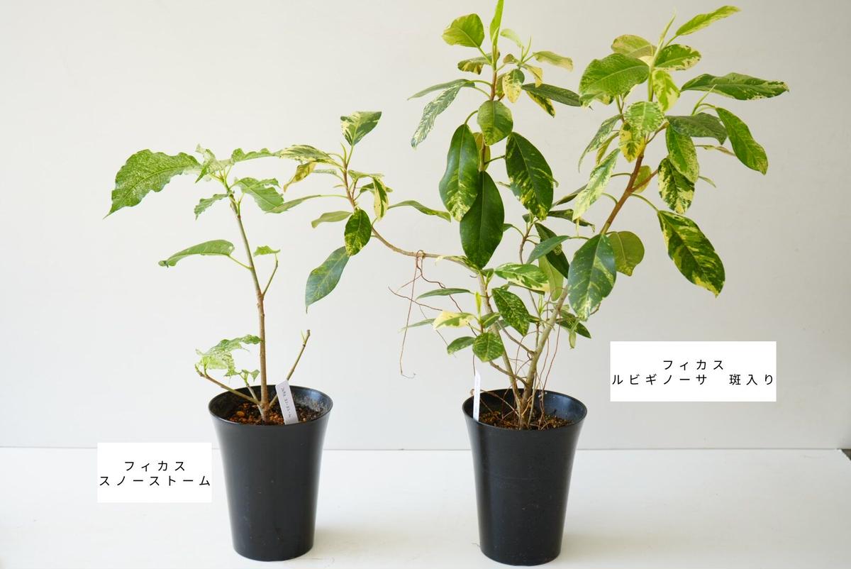 人間らしく * *春の淡色colorの寄せ植え マーガレット ラナンキュラス 