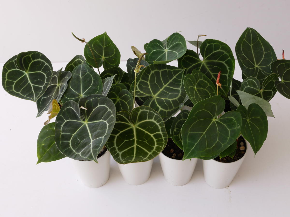 ✳︎希少品種 アンスリウム クラリネルビウム✳︎