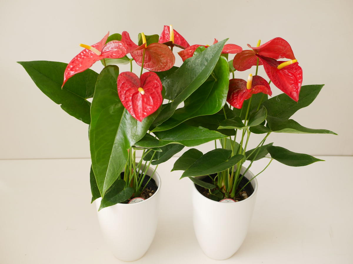 アンスリウム ダコタ レッド 陶器鉢 長く楽しめる 観葉植物