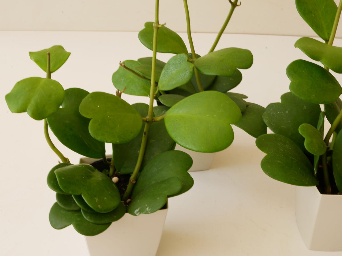 ホヤ ハートホヤ カーリー シャムサクララン インテリアグリーンとギフトプランツコーディネ