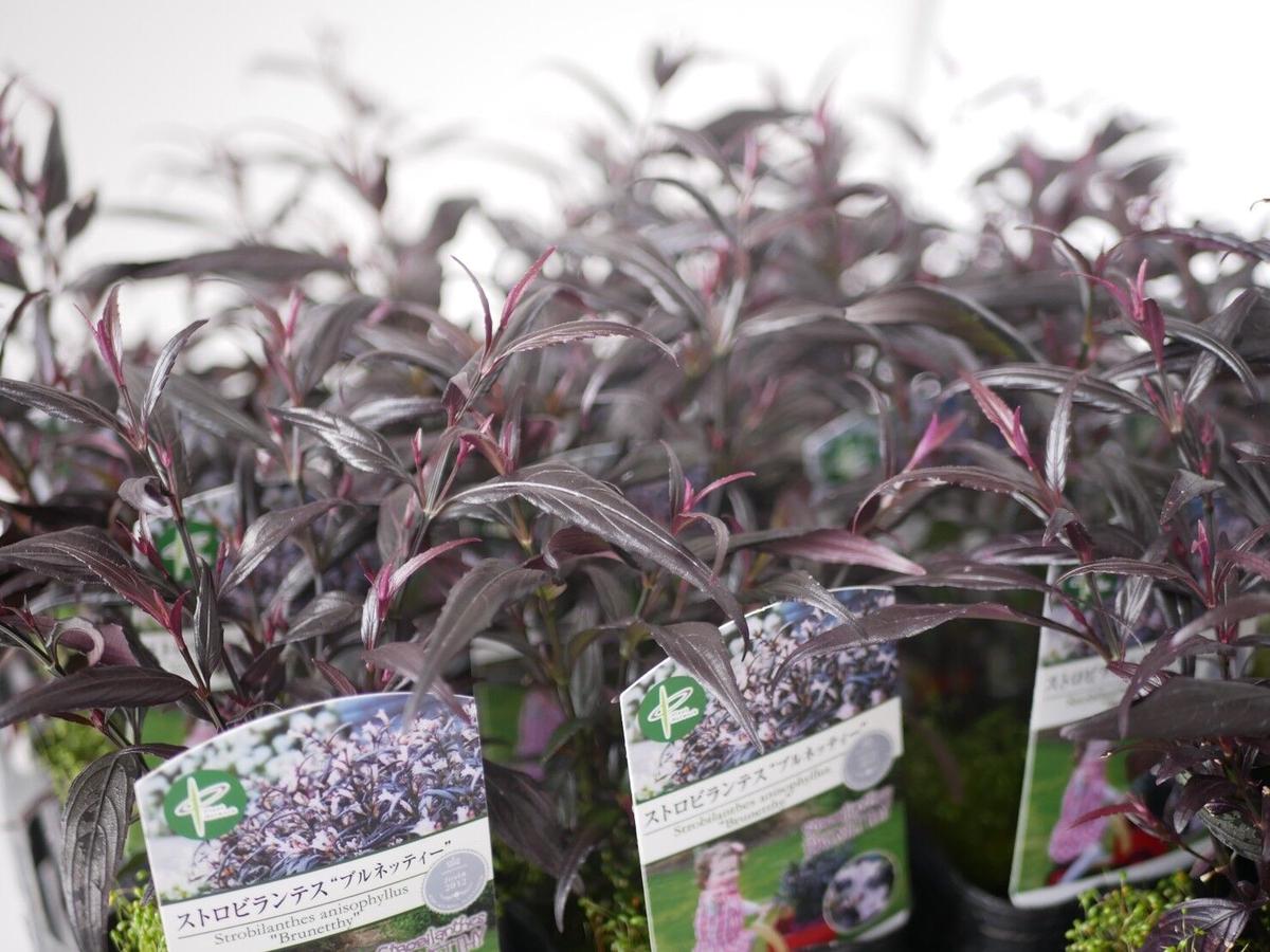 ストロビランテス ブルネッティー カラーリーフ シックでモダン インテリアグリーンとギフト