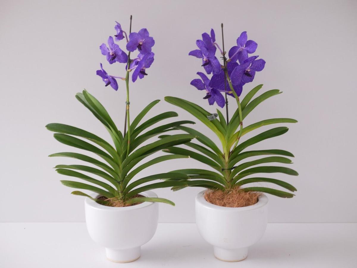 バンダ パチャラデライト パープル 鮮やかな花 洋ラン インテリアグリーンとギフトプランツ