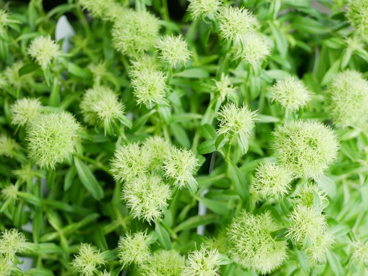 テマリソウ インテリアグリーンとギフトプランツコーディネートのasiac テマリソウ インテリアグリーンとギフトプランツコーディネートのasiac