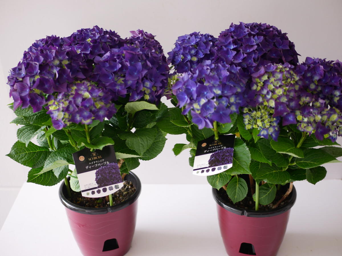 紫陽花 ディープパープル 人気品種 アンティークカラーも楽しめる インテリアグリーンとギフ