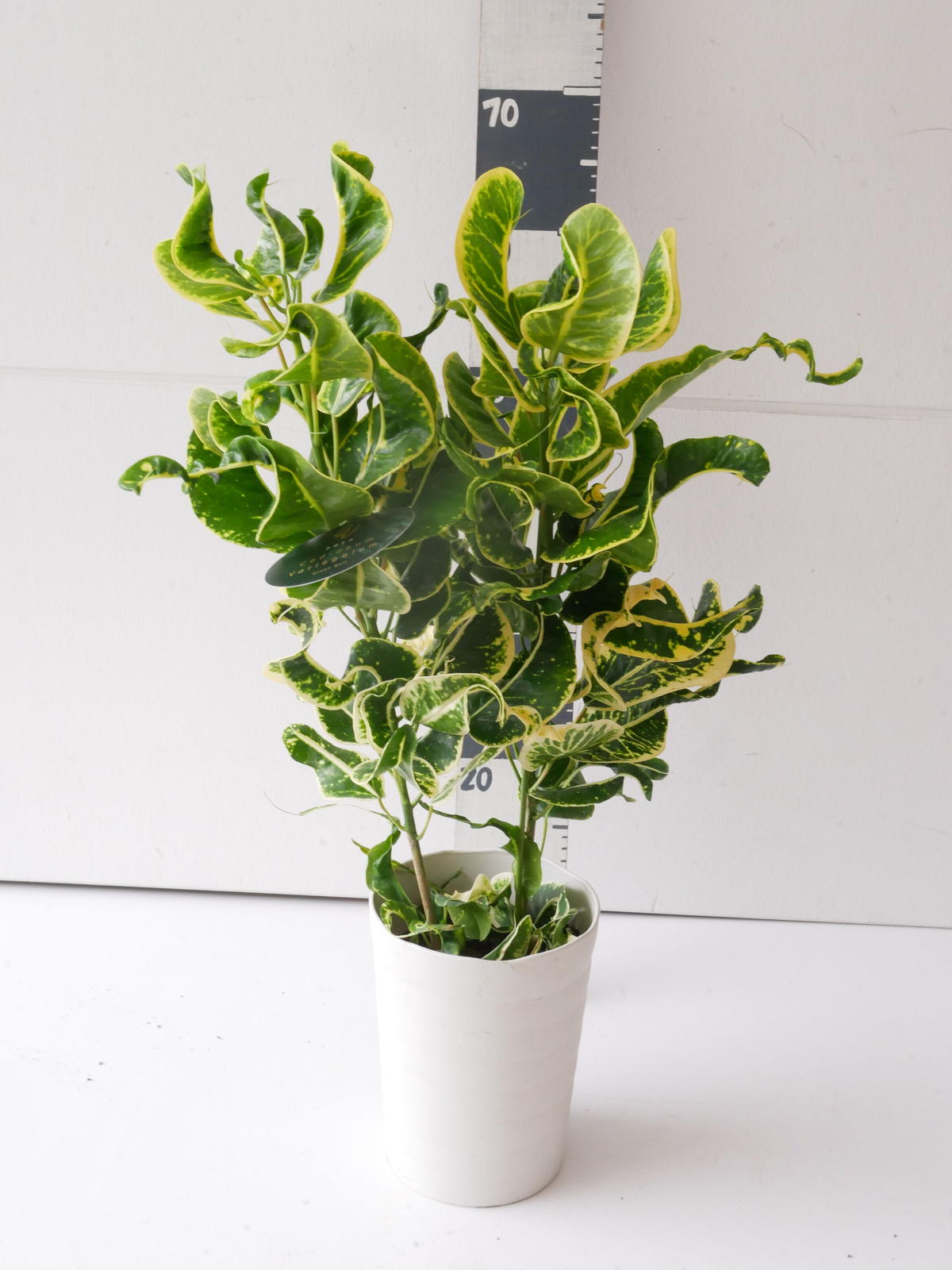 ツートンカラー鉢カバー付き クロトン 観葉植物 変葉木 ユニーク アーキレイ Www Jozefschoolarnhem Nl