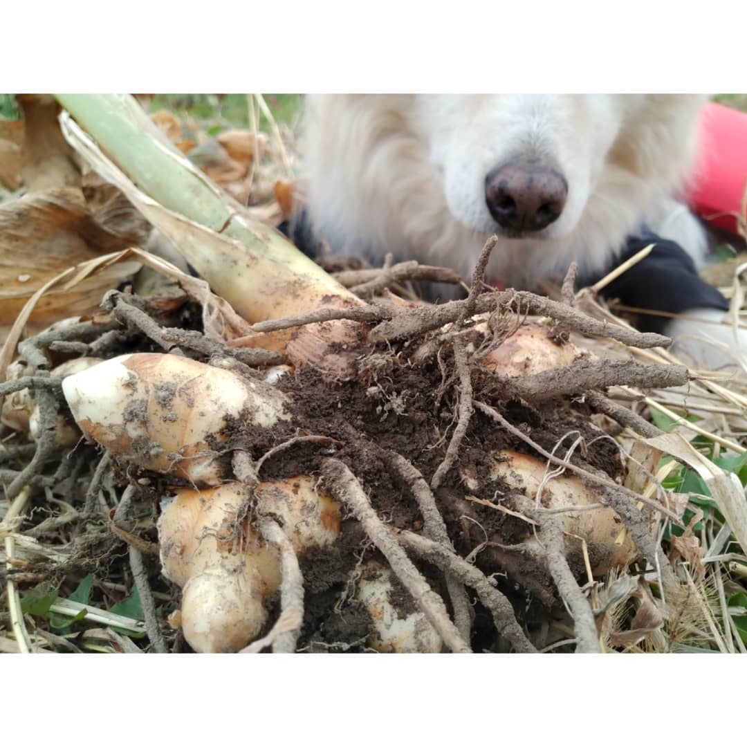 犬用 農場長のウコンパウダー 30g 農場長のおすそわけ