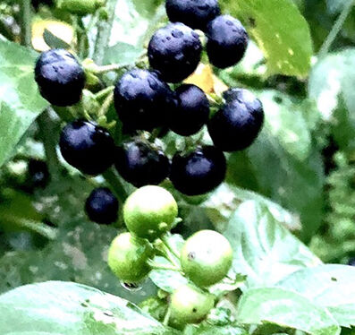 ガーデンハックルベリー 800g いっぷく農園