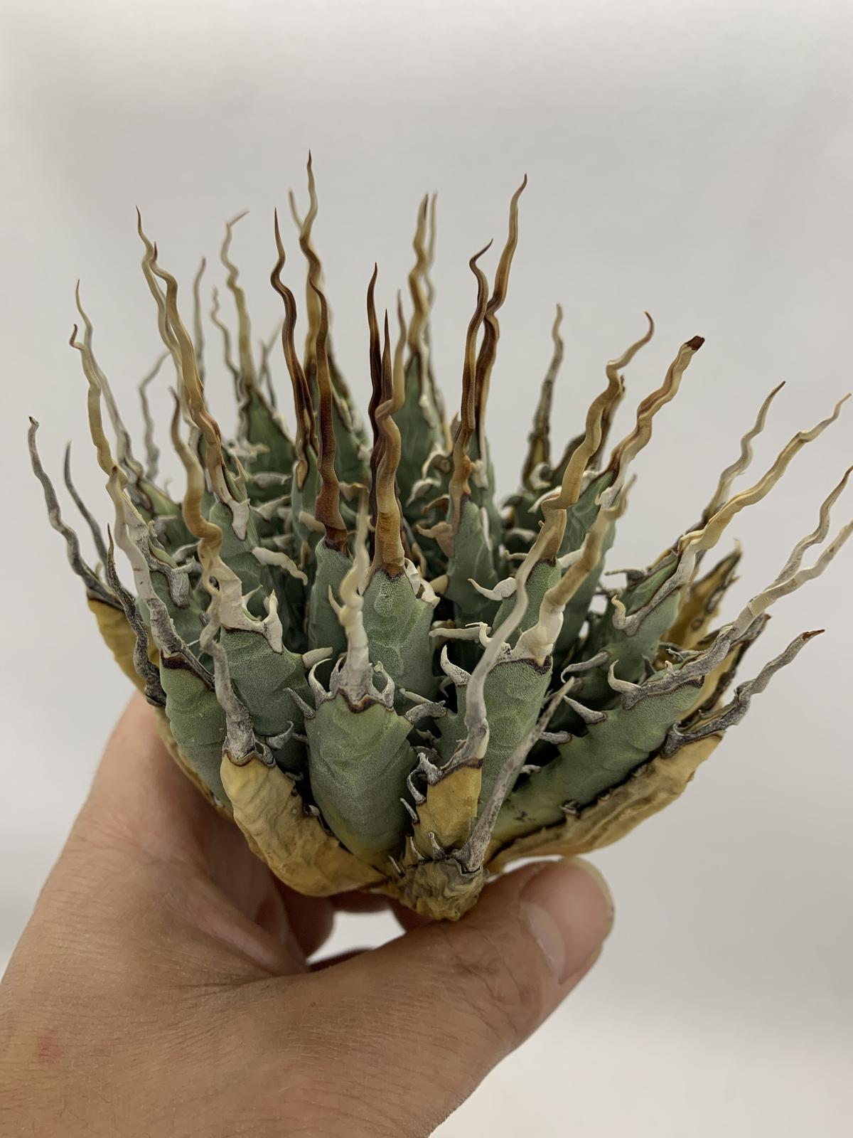 選抜株】アガベ ユタエンシスエボリスピナ実生 3 アガベ ユタエンシス