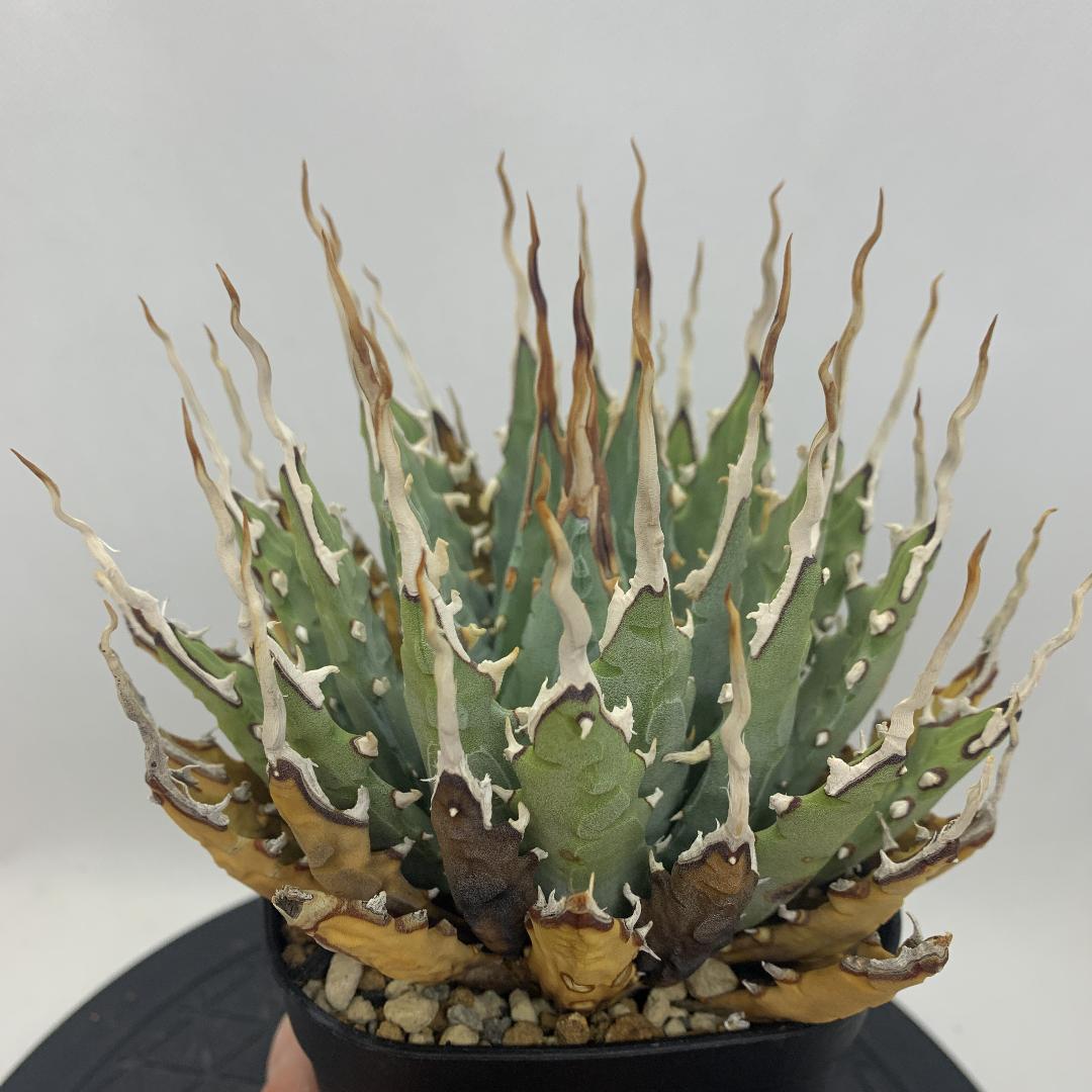 アガベ エボリスピナ 現地球 発根済 陽炎 コンパクト アガベ 