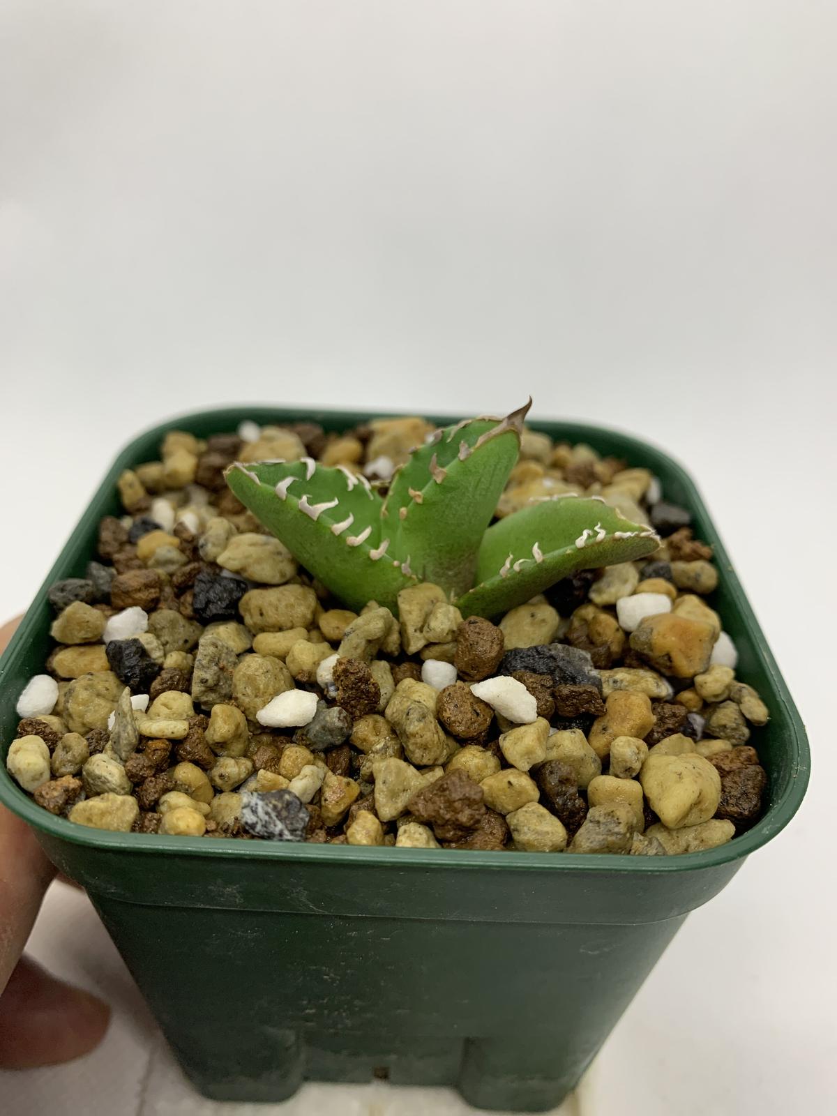 アガベ チタノタCOK-Cg01 /追星／コック 発根済み 【公式通販】