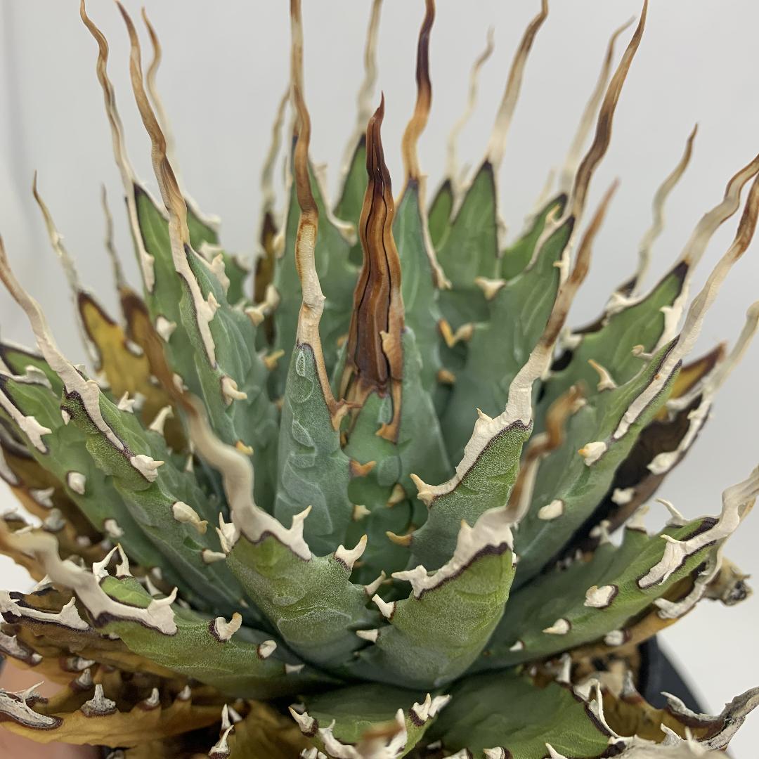 超良型】アガベ ユタエンシス エボリスピナ 陽炎 裏棘 強棘921-58 アガベ 