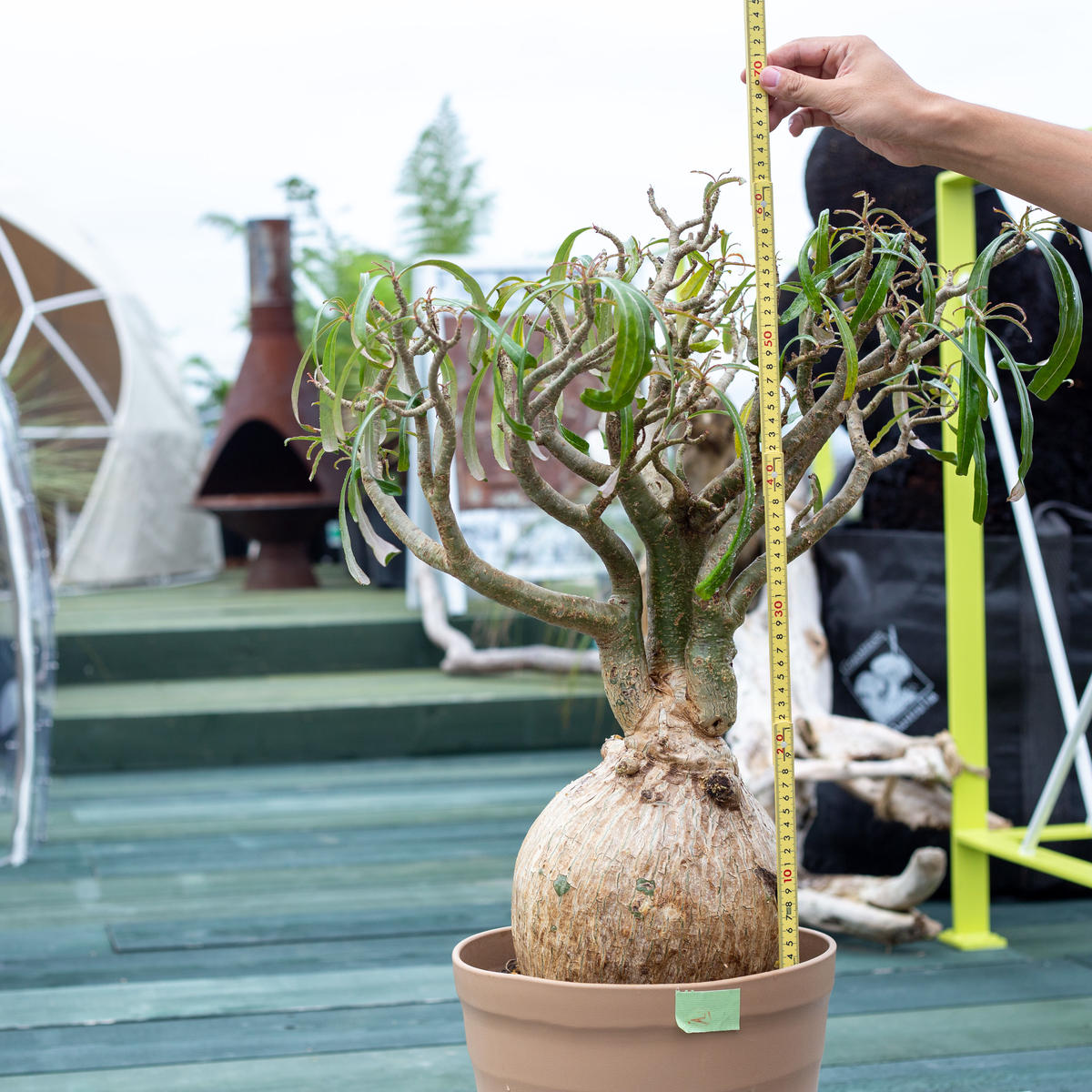 カ7167 「現地株」アデニウム ソマレンセ 植え【未発根・Adenium