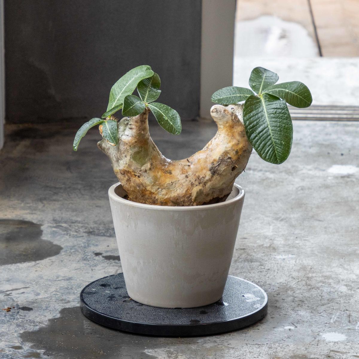 パキポディウム デンシフローラム Hpd 0006 Isalo