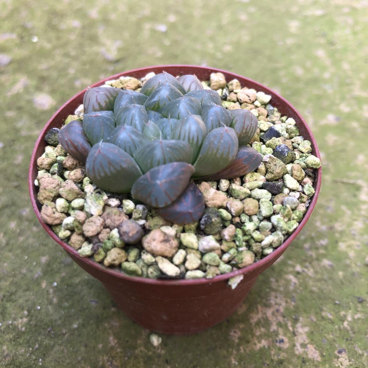 ハオルチア 雫石 石原園芸 Ishihara Nursery