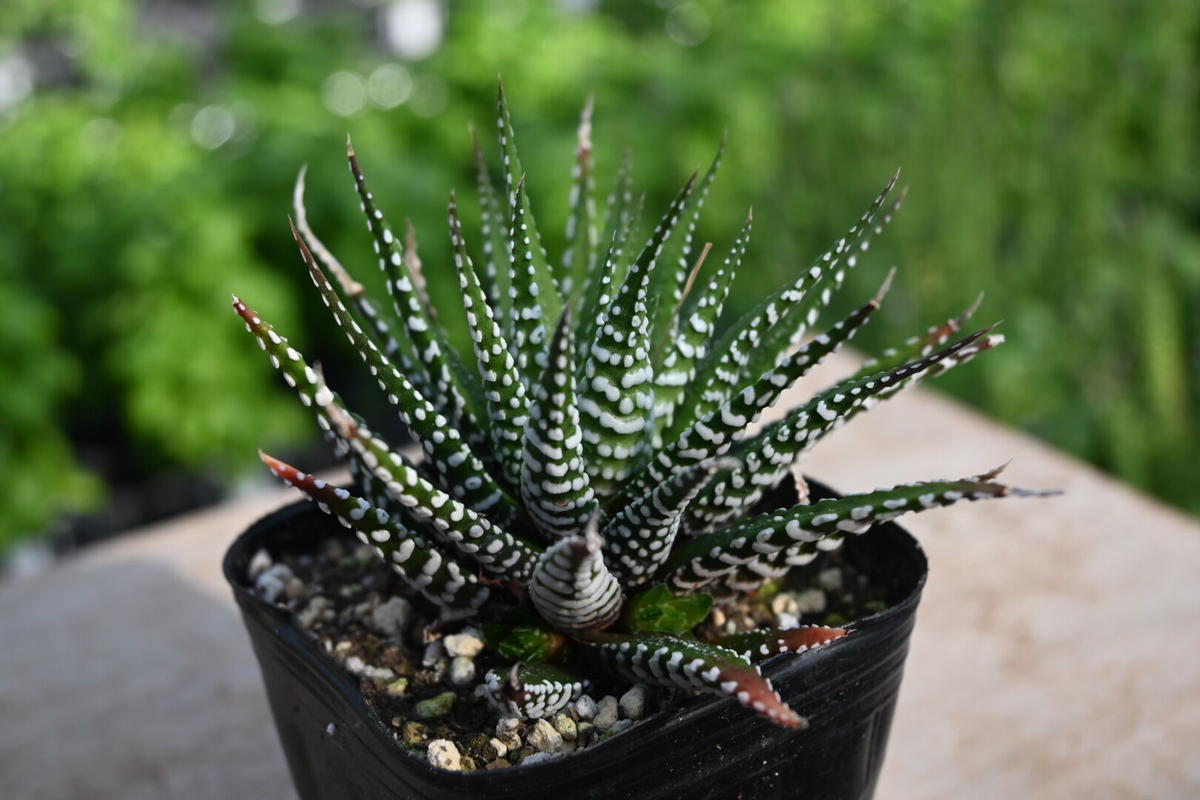 ハオルチア ビックバンド 石原園芸 Ishihara Nursery