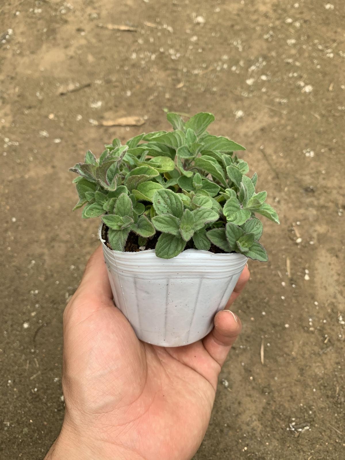 ミント スイートレモン 石原園芸 Ishihara Nursery ミント スイートレモン 石原園芸 Ishihara Nursery