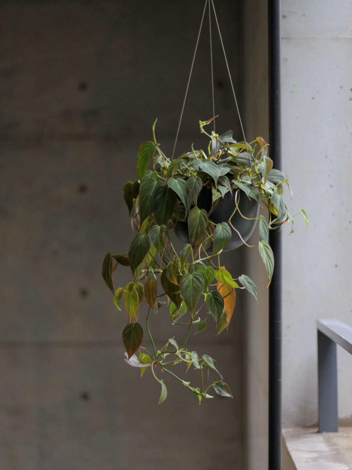 観葉植物 フィロデンドロン ハンギング 大ぶり