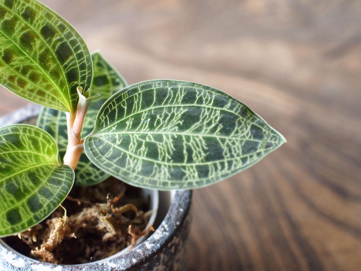 再追加販売 【極】 斑入り マコデスペトラ ⑥ | mcshoescolombia.com.co