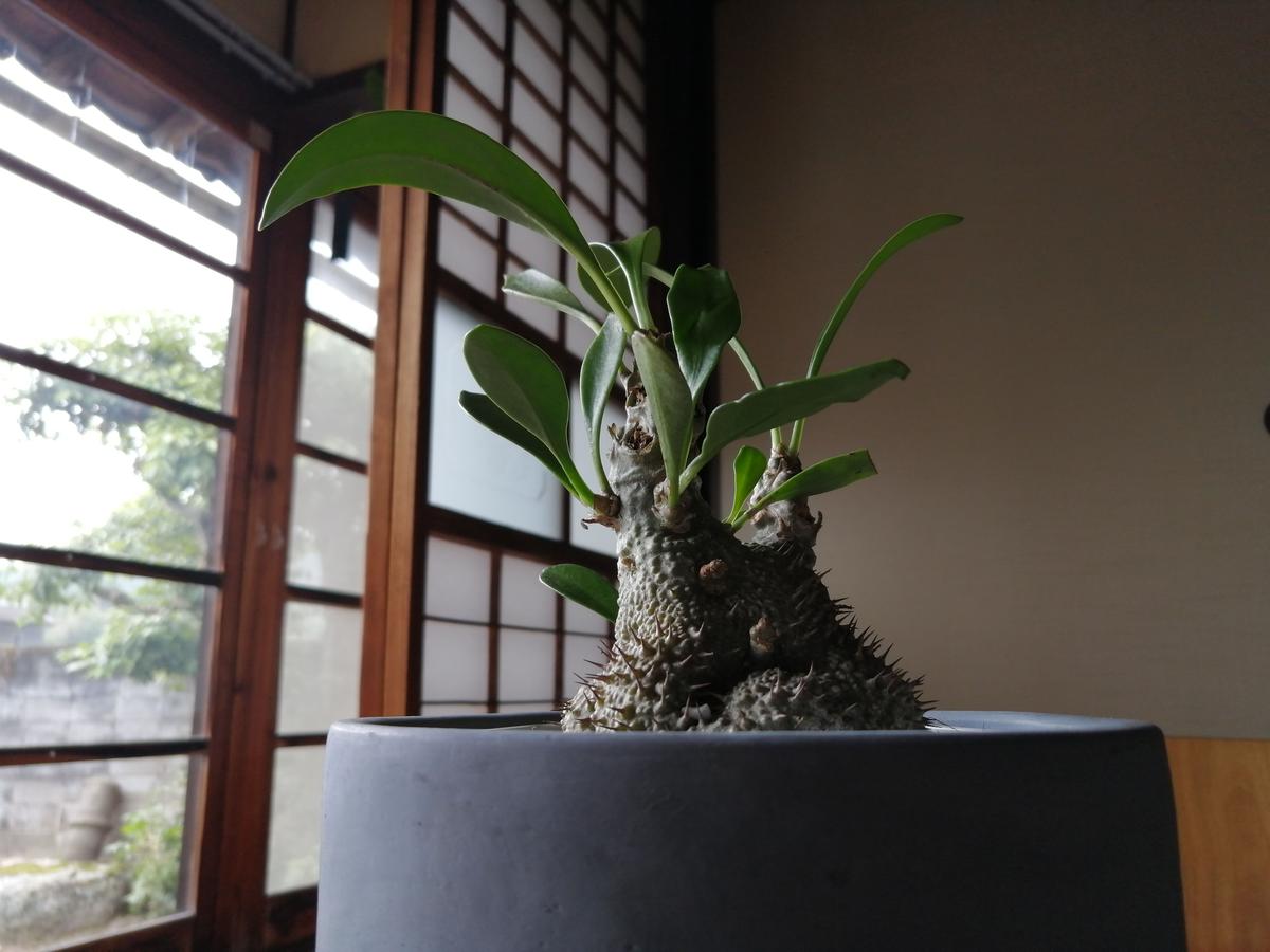 ミルメコディア ベッカリー 徳利型美麗 5号サイズ 如雨露 Jorro