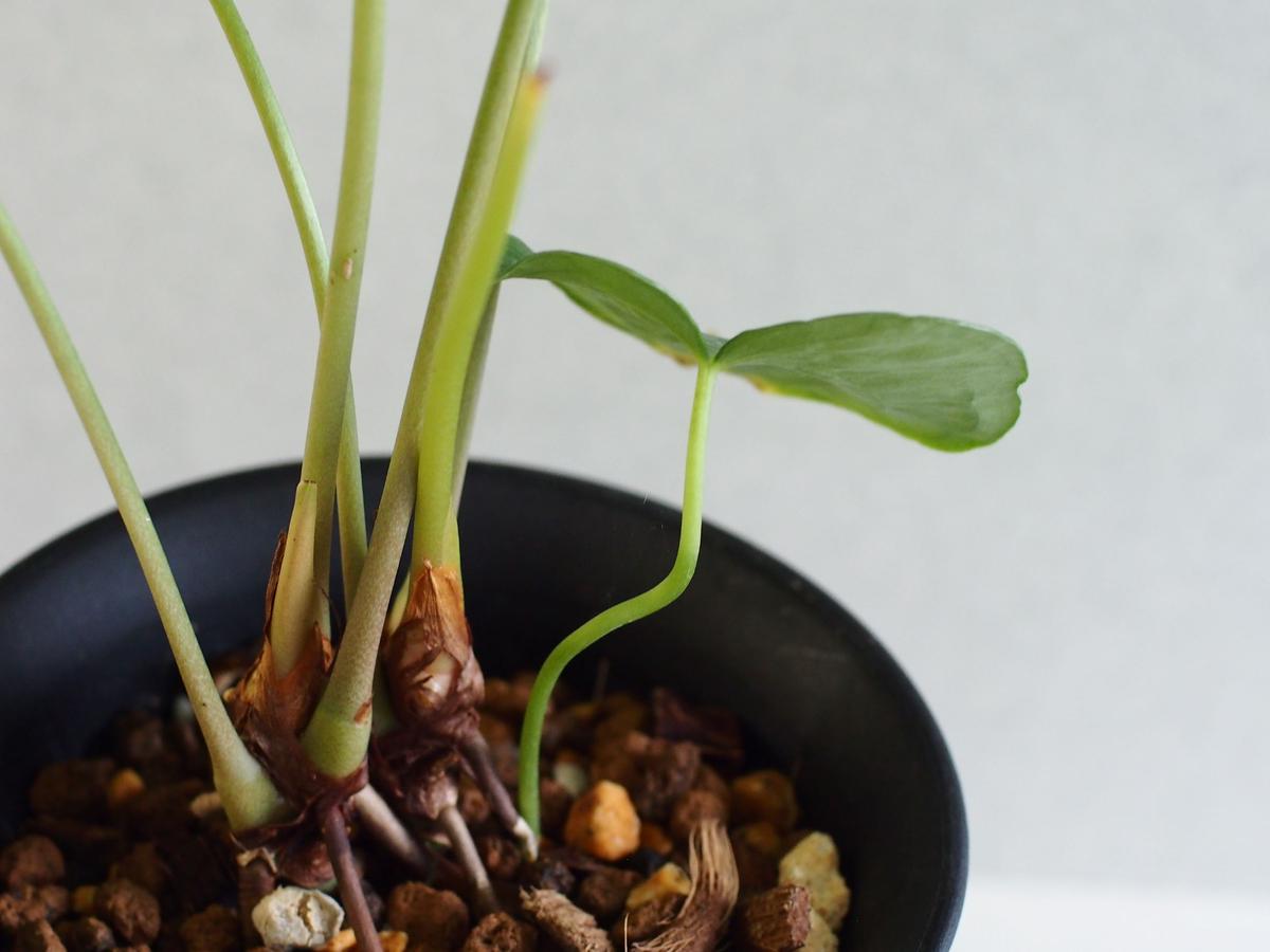 アンスリウム マクロロバム ハイブリッド 5号サイズ No 2 如雨露 Jorro