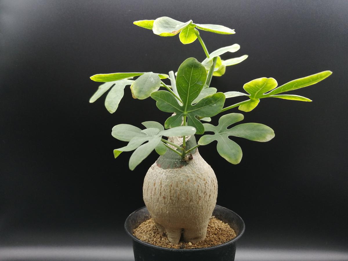 スペイン グラナダ 水指 高39cm 胴20/22cm 青と緑の花鳥柄 【公式通販】