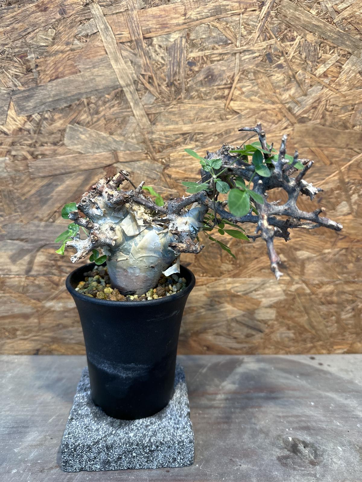 【本日まで】入手困難 希少 現地球 コミフォラ カタフ m40151725030_1.jpg?1701154306