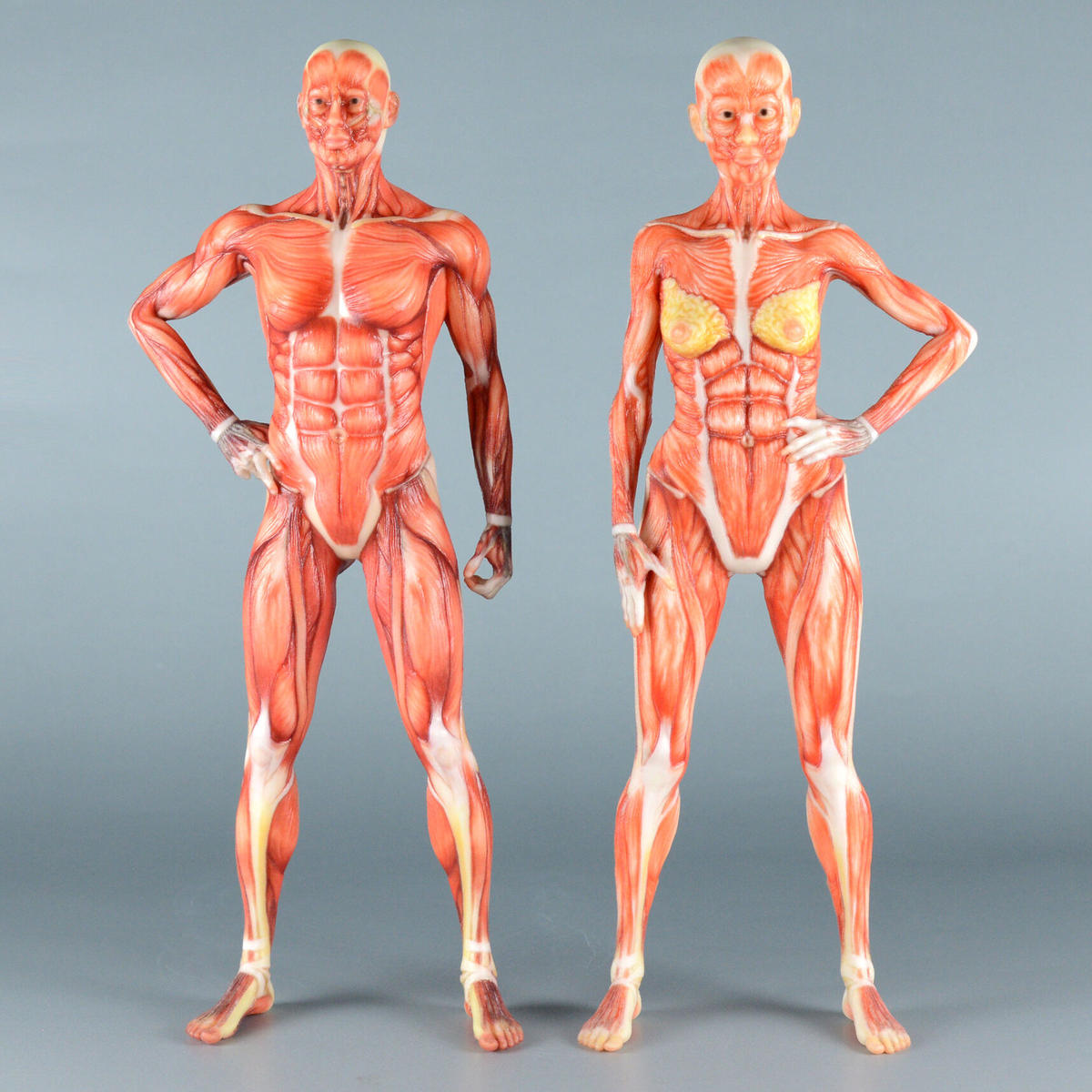 5 立ちポーズ 筋肉人体模型 12 7cm Gcc 3d