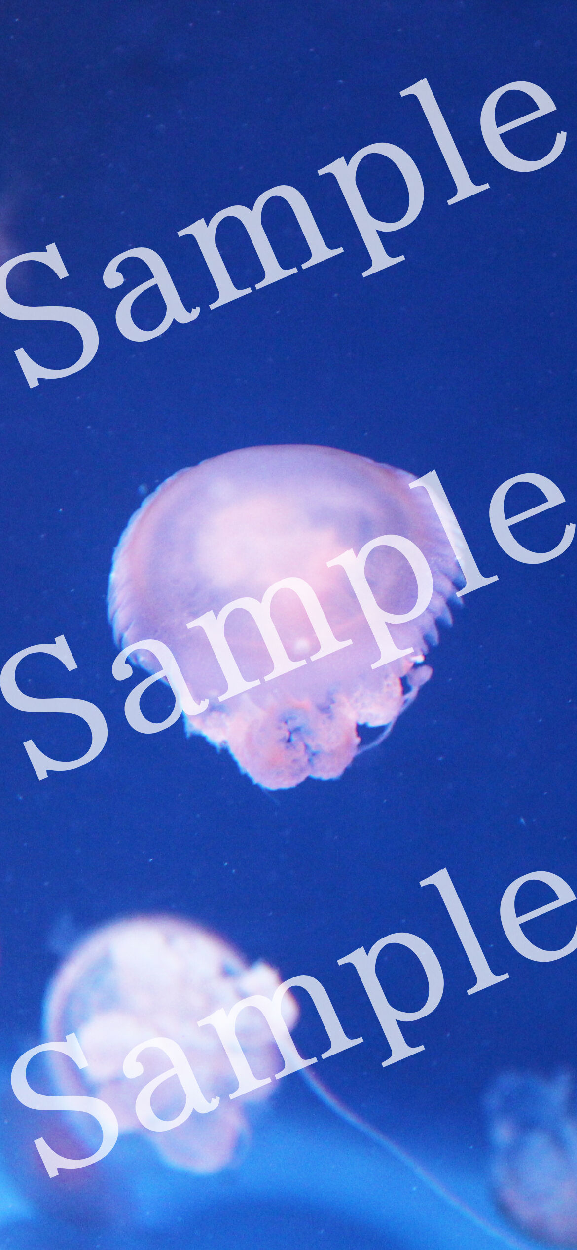 恋愛待ち受け 海月 恋愛お守り寫眞館