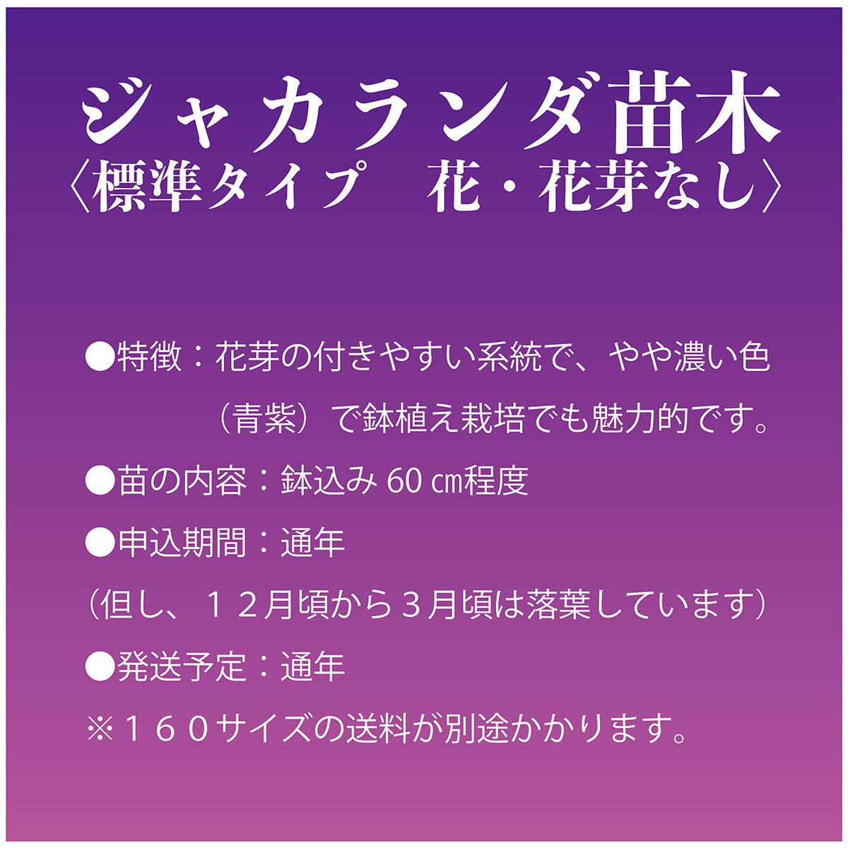 花 花芽なし ジャカランダ苗木 Nangohoso Store