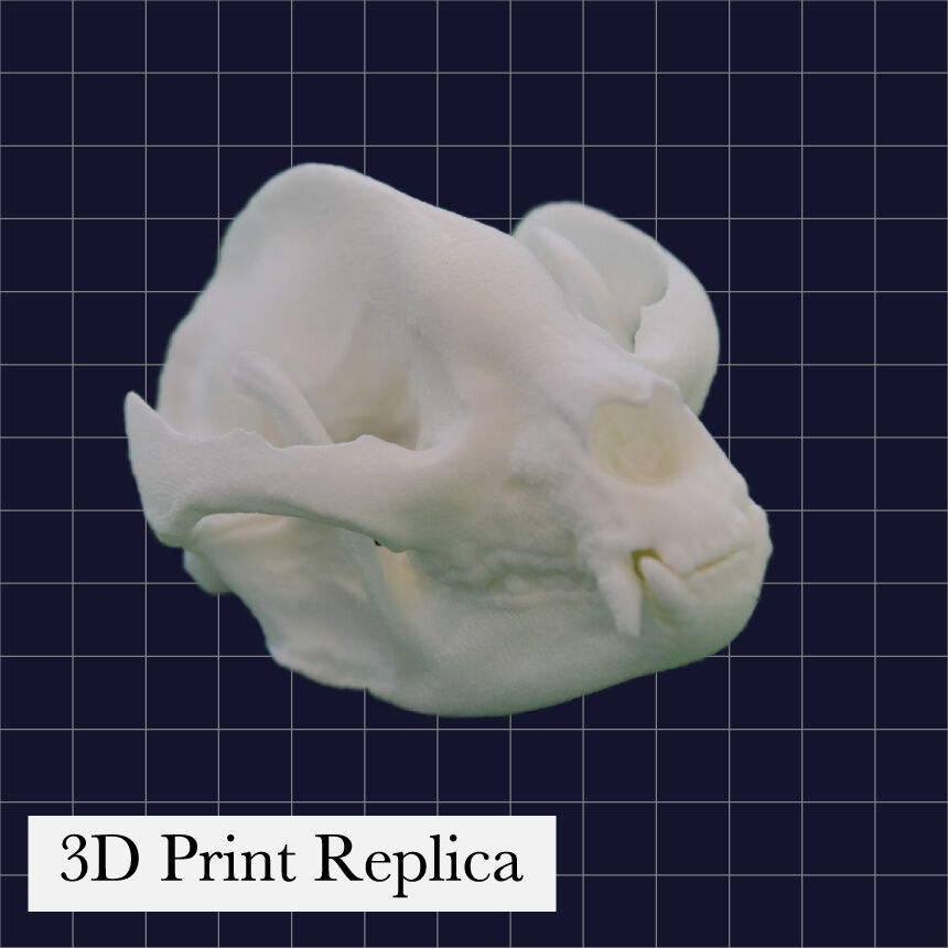 3d_toy_fether 3dプリンター イーグル 玉骨標本 スケルトン