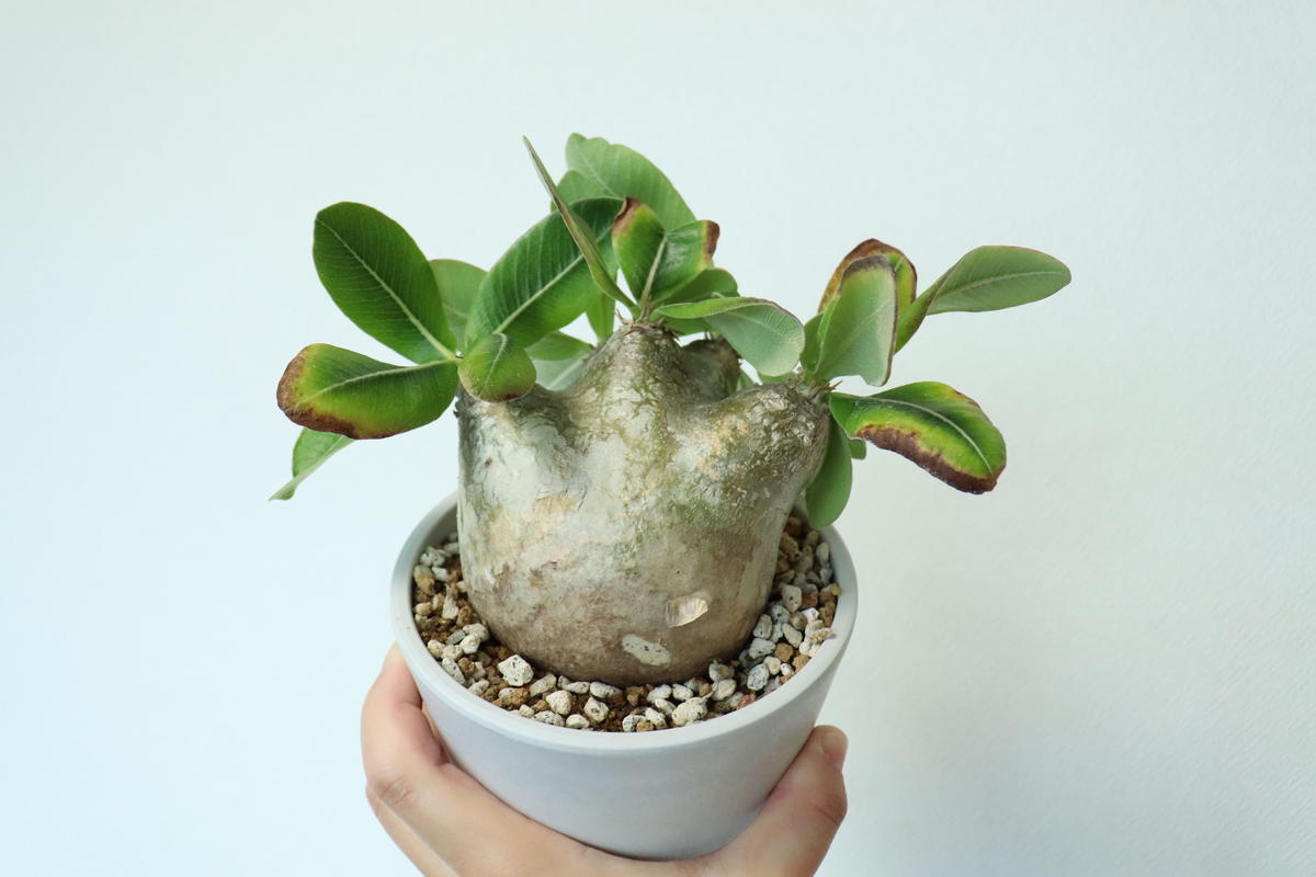 り*う様 パキポディウム・エブレネウム　発根済み鉢付き　現地株 パキポディウム エブレネウム 大株 作家鉢付き