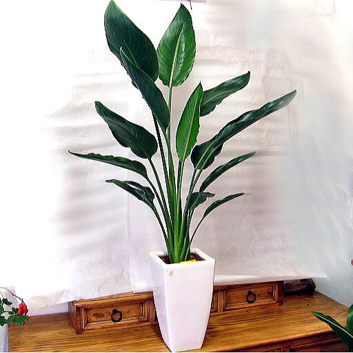 ストレリチア レギネ 極楽鳥花 花匠nobu