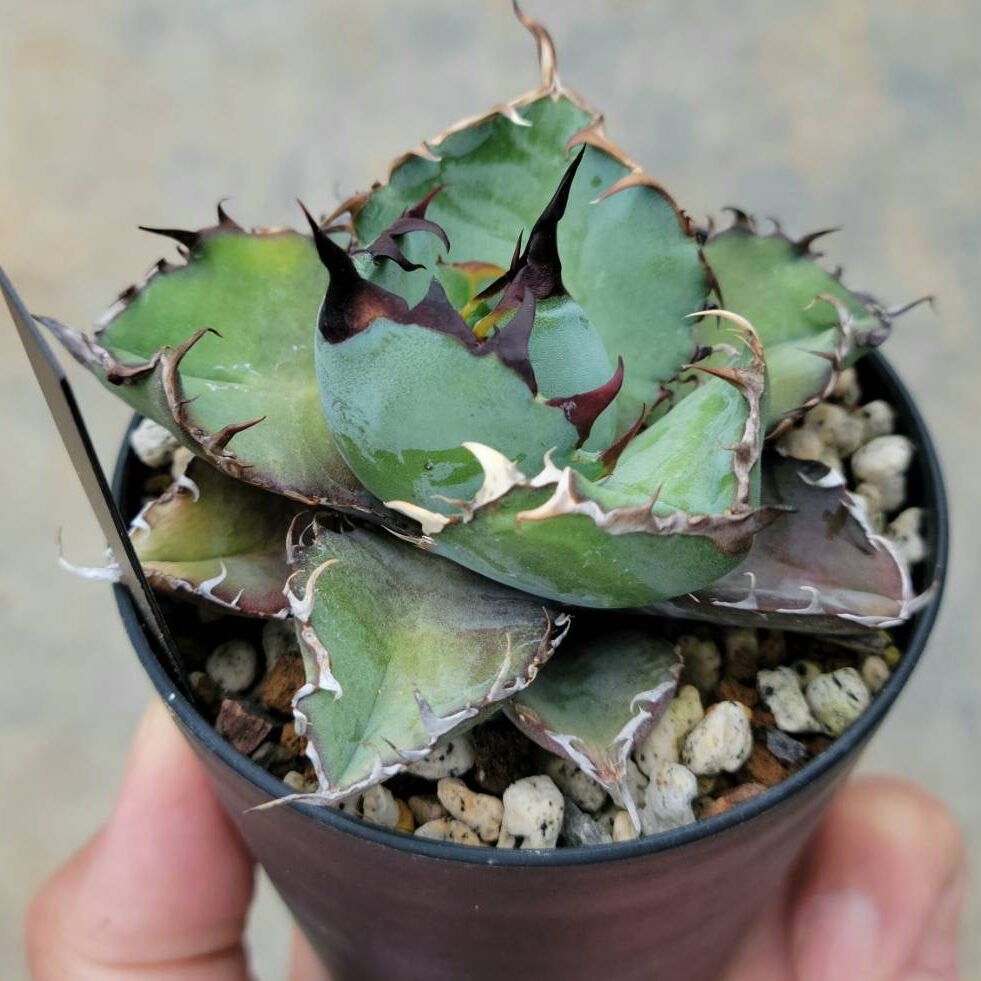 アガベチタノタ BB | カトーエンゲー