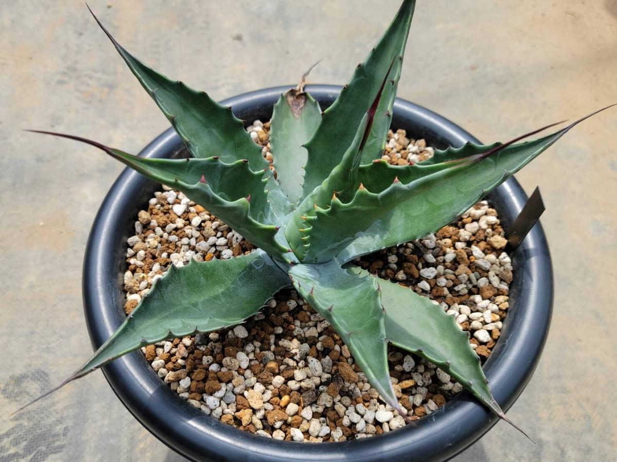 アガベ ローガンカルホーン カキコ アガベ 