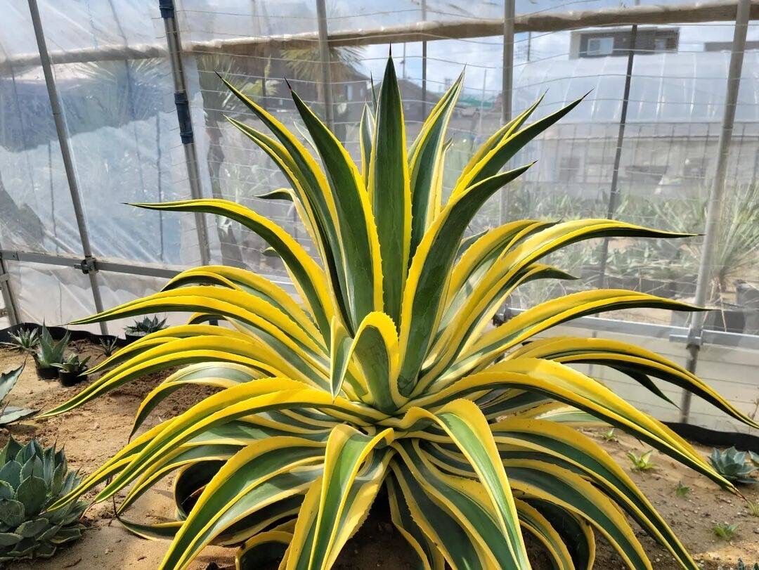【‼︎美株‼︎】アガベ　ベネズエラ　ゴールドマージン アガベ デスメティアナ ゴールドマージン ○鉢植え○ベネズエラ○