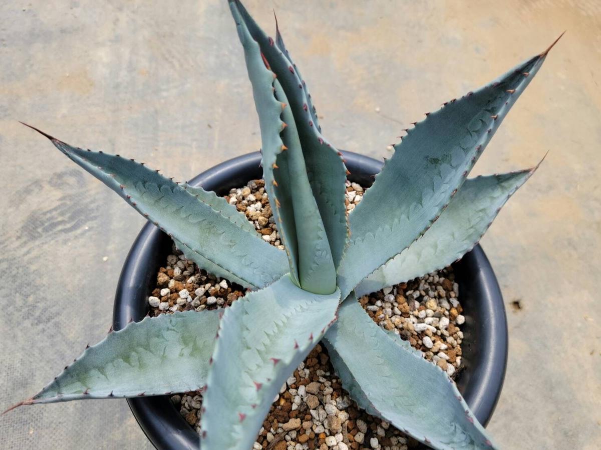 現品】超大株 アガベ・シルバーサーファー 13号 k15