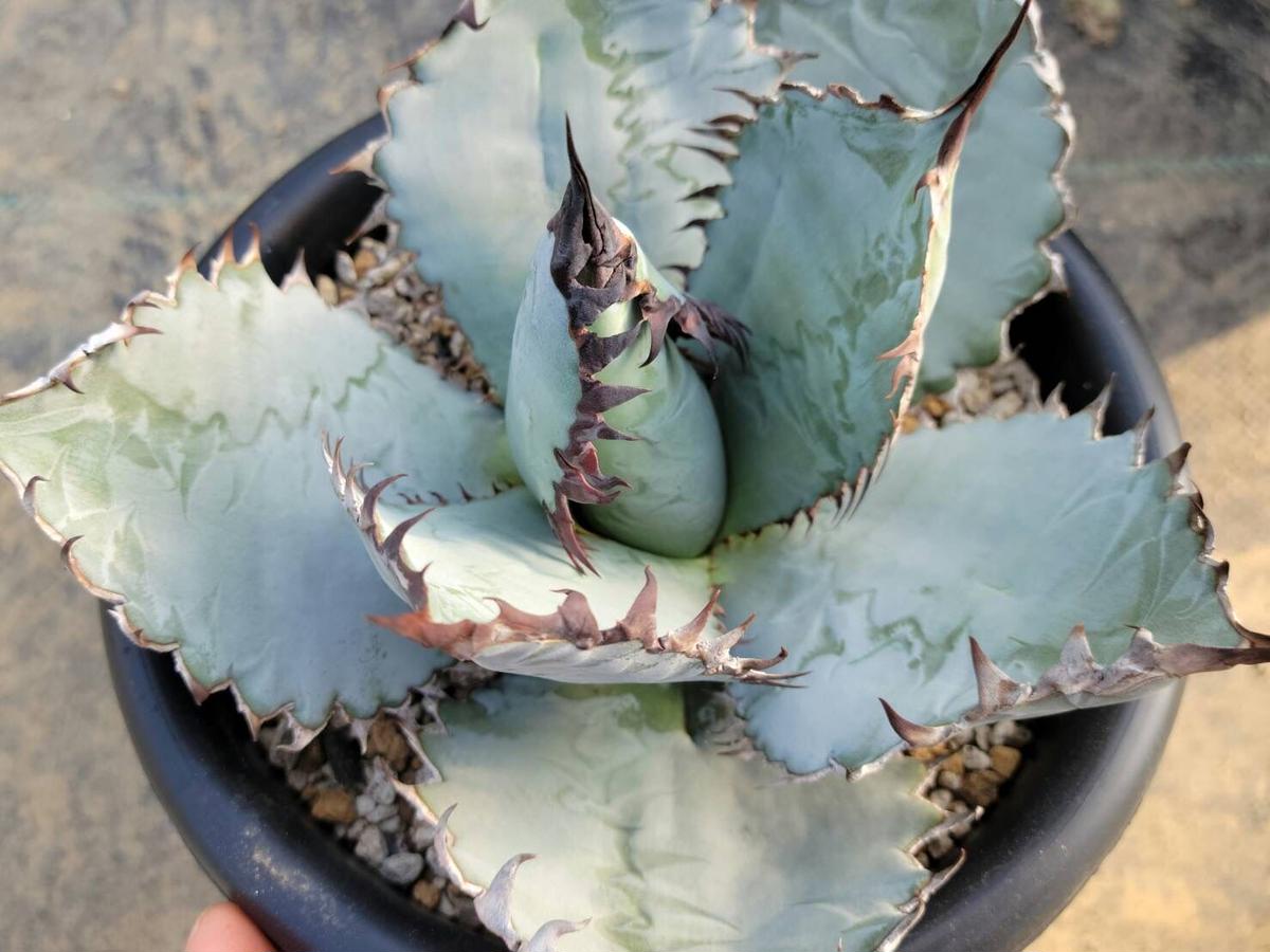 agave titanota lion's mane カトーエンゲー